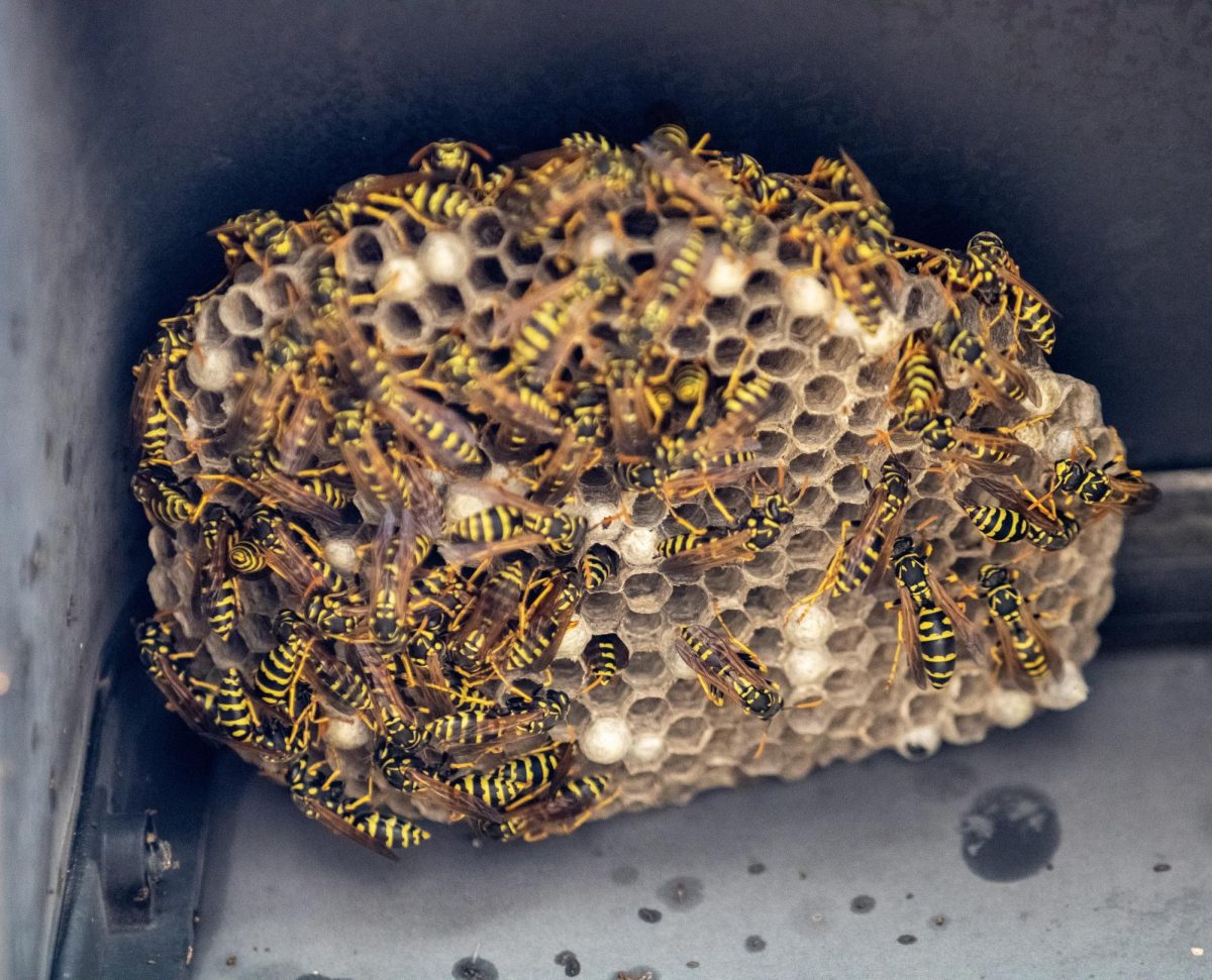 A nest of paper wasps is covered with busy wasps inside the "Don't Walk" pedestrian sign at the intersection of Annie Glidden and Normal Road. Wasps and hornets are the subject of many people's fear, but especially as autumn approaches even the creepiest crawlies become vulnerable. (Tim Dodge | Northern Star)