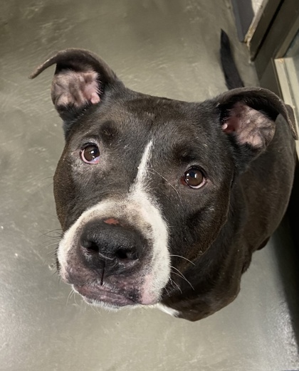 Bailey, a 6-year-old mixed breed dog, sits on the floor. Bailey is available for adoption at Tails Humane Society. (Courtesy of Tails Humane Society)