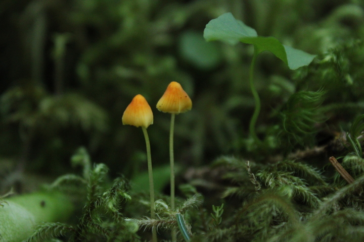 Two orange mushrooms grow side-by-side on a mossy forest floor in Prince William Sound, Alaska. Opinion Editor Lucy Atkinson and her older sister were delighted to find the mushroom pair in August, looking like another little pair of sisters. (Lucy Atkinson | Northern Star)