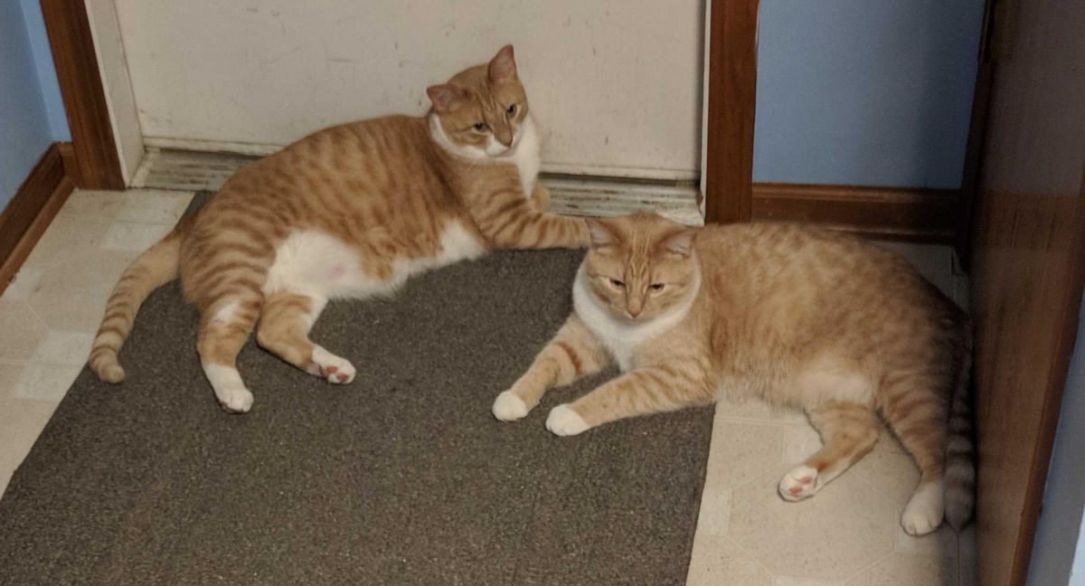 Crash and Eddie, two orange and white tabby cats that live with Opinion Columnist Ethan Ernst's family, sit together near a doorway. Ernst credits Crash and Eddie with teaching him empathy toward other living creatures. (Ethan Ernst | Northern Star)