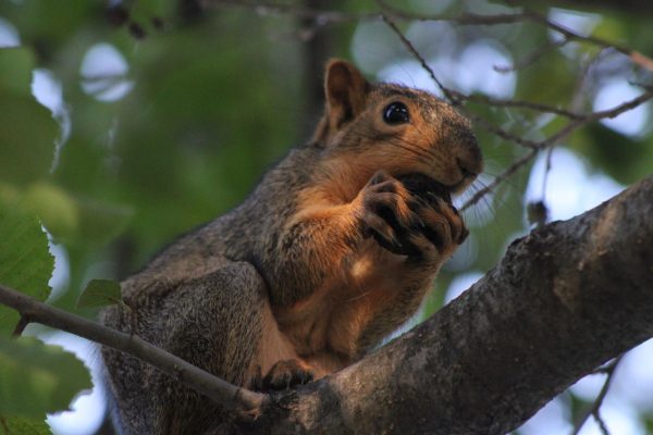 A red squirrel gnaws on a walnut shell on a tree branch at East Lagoon. NIU’s campus is delightfully graced by the presence of many squirrels, and taking the time to watch them can cheer an anxious mind. (Lucy Atkinson | Northern Star)