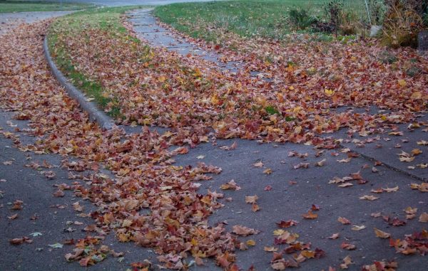 Leaves are scattered on the ground nearby Greek Row on Monday afternoon. DeKalb's annual Loose-Leaf Leaf Collection will start Monday and go through Dec. 6, weather permitting. (Tim Dodge | Northern Star)