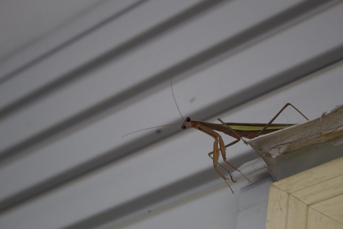 Praying Mantis