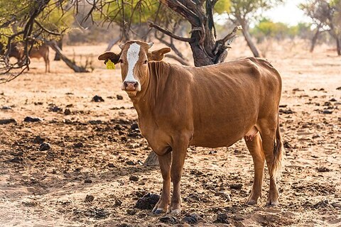 A brown cow with a tag on its ear stands on a manure-covered ground. Opinion Columnist Lalita Rai encourages consumers to avoid purchasing furs, skins and other styles of fashion that cost animal lives. (Courtesy of Wikimedia Commons)