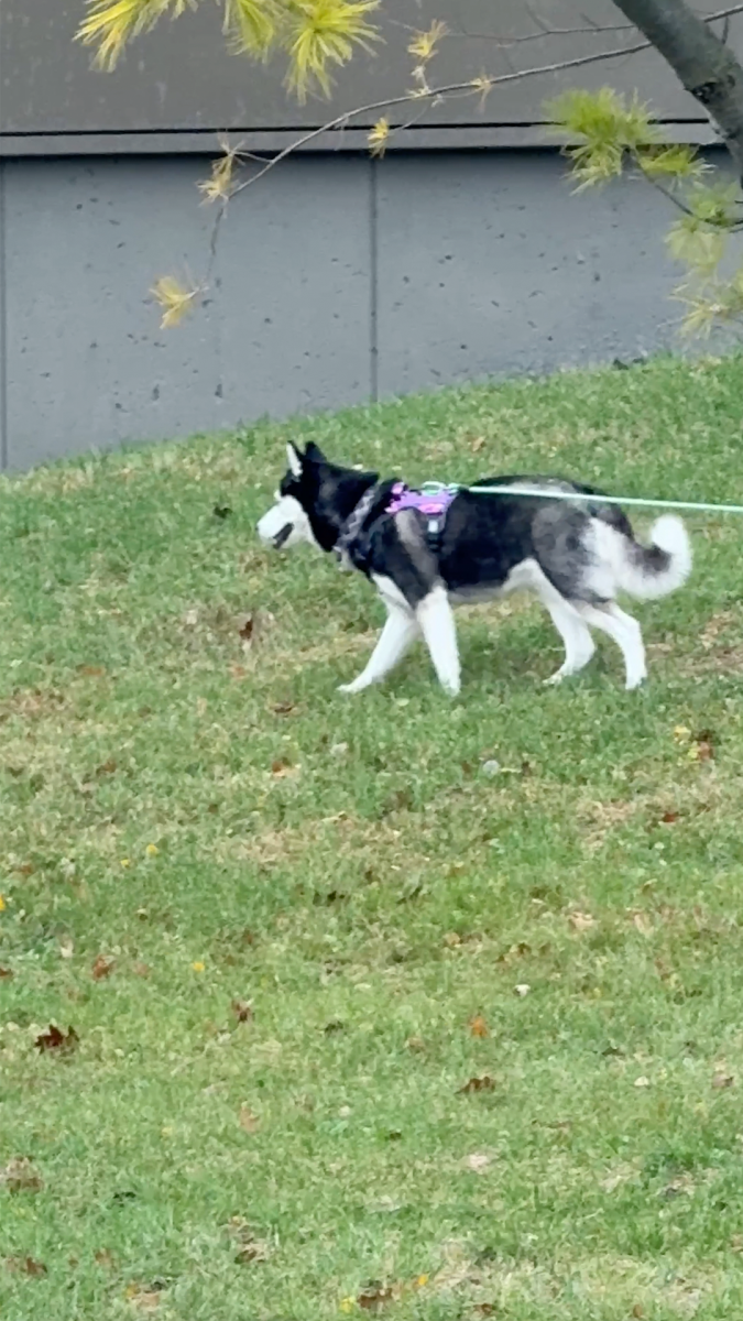 A husky walks alongside the Barsema Alumni and Visitor’s Center. As the general elections is still underway, it is a reminder that it is still not too late for students to vote. (Ryan Day | Northern Star)