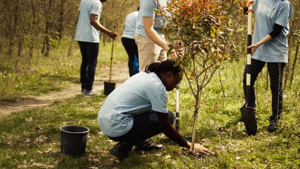 A photo shows a team of volunteers planting trees in the forest. NIU was awarded $475,000 to plant 450 trees over the next 4 years. (Getty Images)