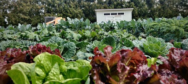 Rows of lettuce, kale and other greens at Anderson Hall are grown as a part of the Edible Campus program.  Common Table in DeKalb will offer free meals for the community. (Northern Star File Photo)