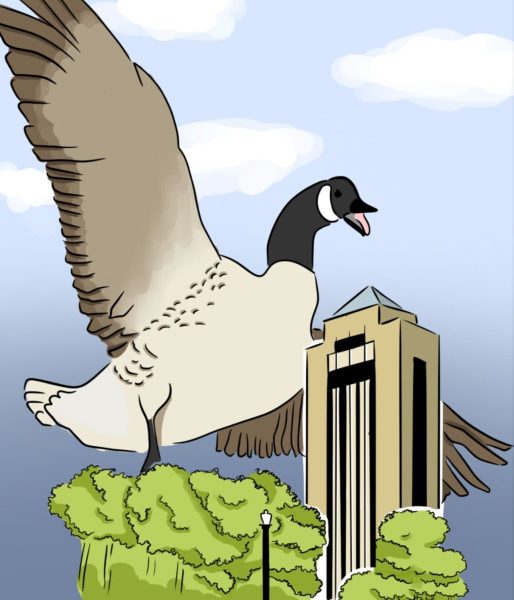 A cartoon depicts a geese flying over the Holmes Student Center. The geese are aggressive and territorial so be alert on your way to class. (Georgie Fortuna | Northern Star)