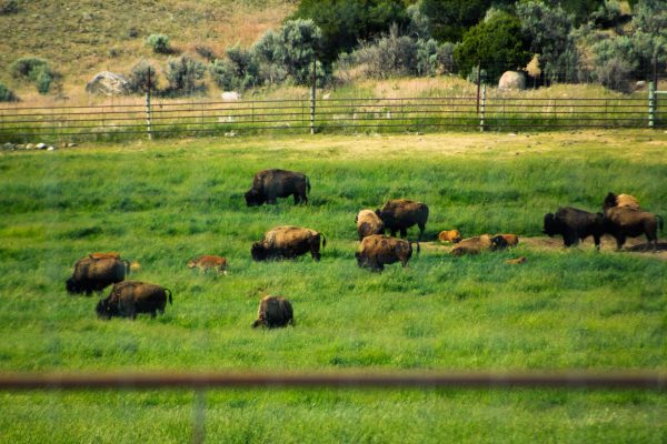 A herd of bison graze within an enclosure along the Yellowstone River near Gardiner, Montana. Assistant Opinion Editor Emily Beebe argues that hunting animals as trophies should be illegal. (Ethan Rodriguez | Northern Star)