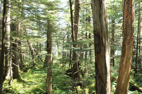 Different kinds of trees in a rainforest in Alaska stand on a sunny day. Opinion Columnist Lucy Atkinson argues that President Donald Trump's proposal to rescind the Roadless Rule would be harmful to the environment and people. (Lucy Atkinson | Northern Star)