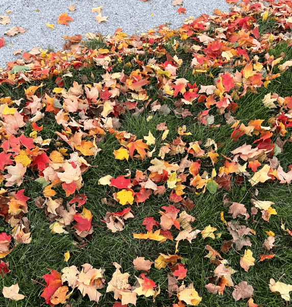 Leaves are scattered among the ground on a fall day. Opinion Columnist Lucy Atkinson argues that people shouldn’t remove leaves from their yard, because leaves have numerous benefits. (Lucy Atkinson | Northern Star)