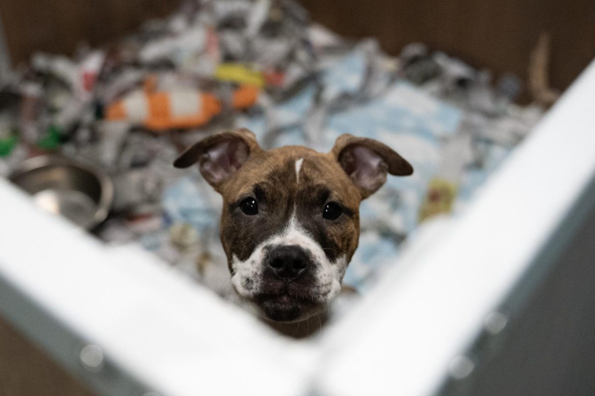 A since-adopted dog jumps up to the edge of its pen and peeks for potential owners on Nov. 23 in Tails Human Society, 2250 Barber Greene Road. Opinion Columnist Byrdie Seda believes that animals should be trained and rehabilitated instead of put down after biting people. (Totus Tuus Keely | Northern Star)